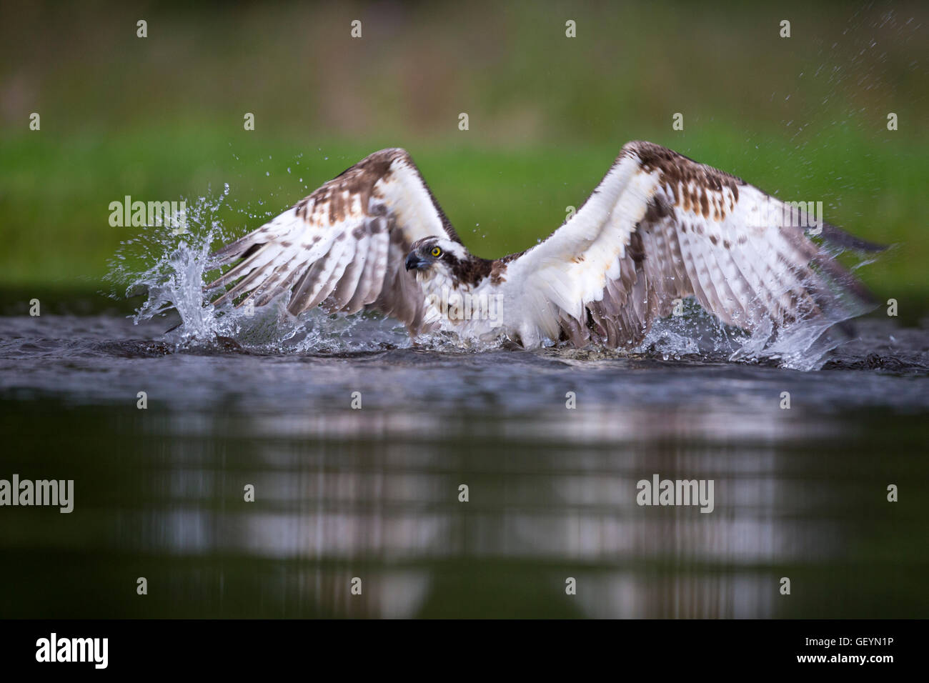Osprey battenti nella pesca Foto Stock