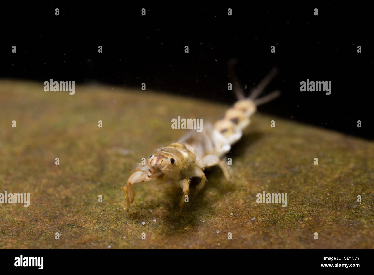 Brown Drake Ephemera simulans mayfly larve Foto Stock