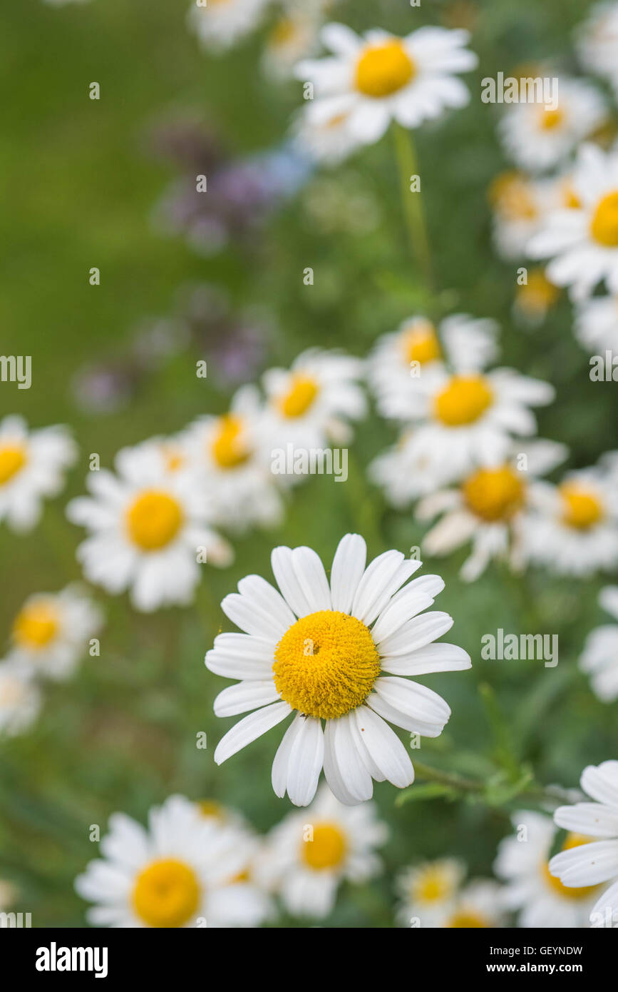 Leucanthemum vulgare Foto Stock