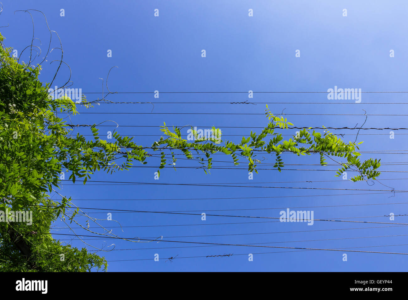 Cavi di acciaio verde con piante rampicanti contro il cielo blu Foto stock  - Alamy