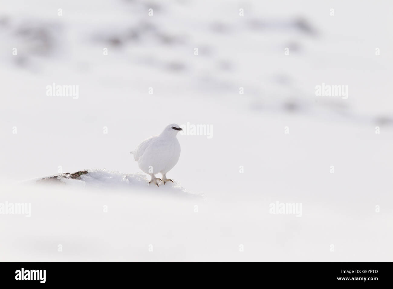Pernice bianca su una coperta di neve montagna Foto Stock