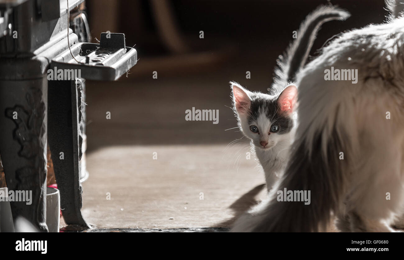 Kitten nascondersi dietro la sua madre Foto Stock