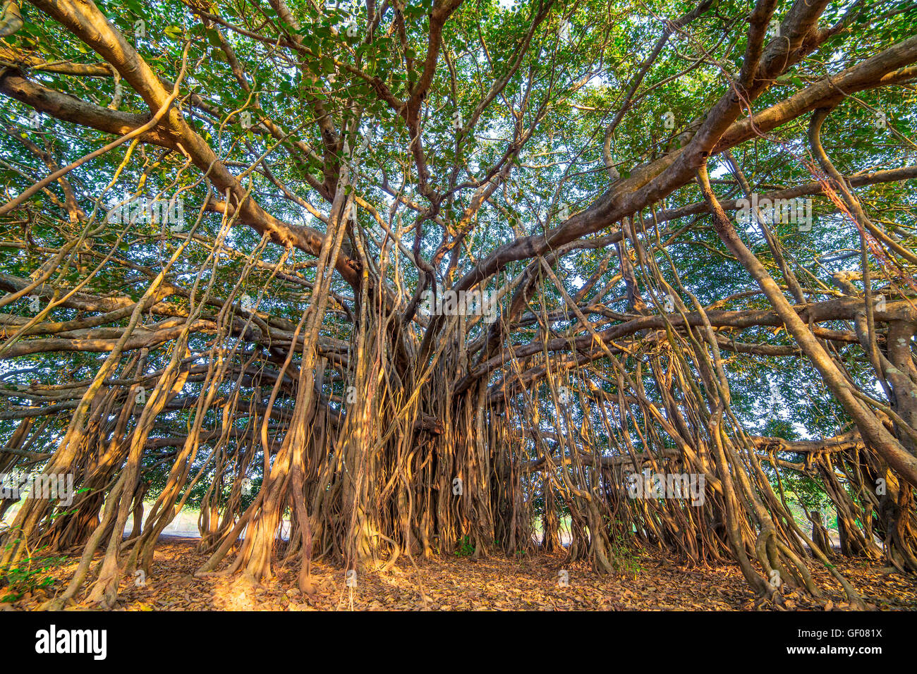 Albero della Vita, incredibili Banyan Tree. Foto Stock