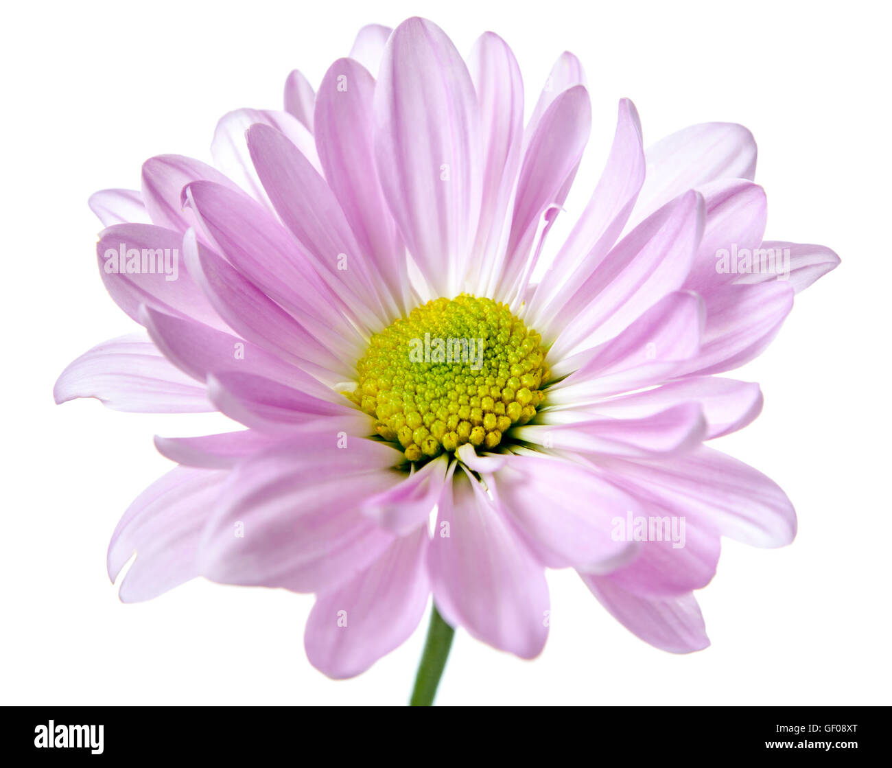 Daisy Flower Pink margherite giallo fiore fiori floreali isolato su bianco Foto Stock