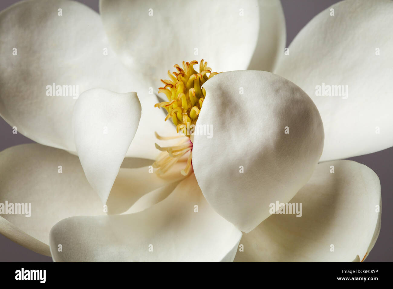 Fiore di Magnolia Magnolie bianco fiori floreali Foto Stock
