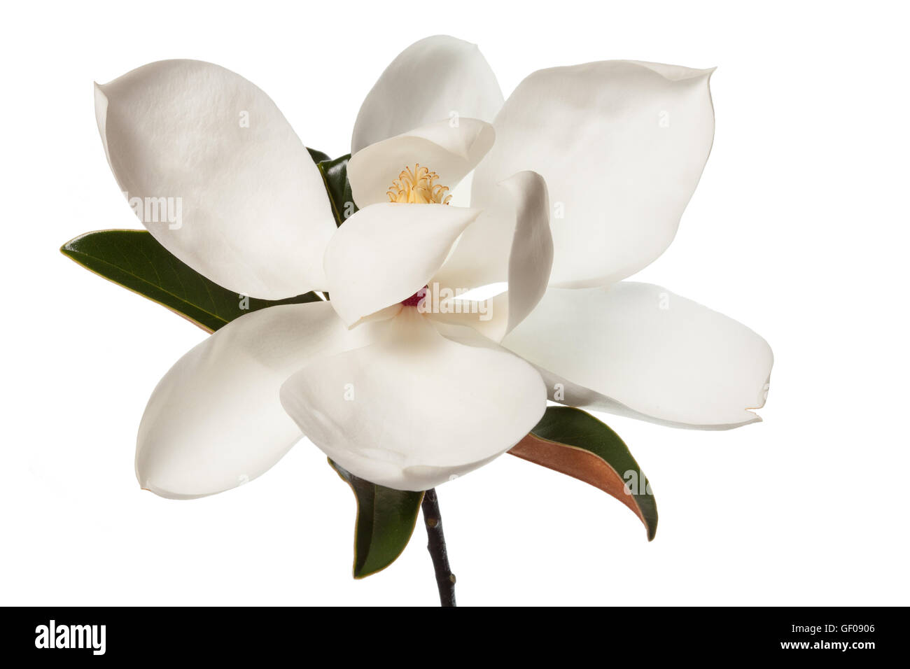 Fiore di Magnolia Magnolie bianco floreale di fiori di albero Foto Stock
