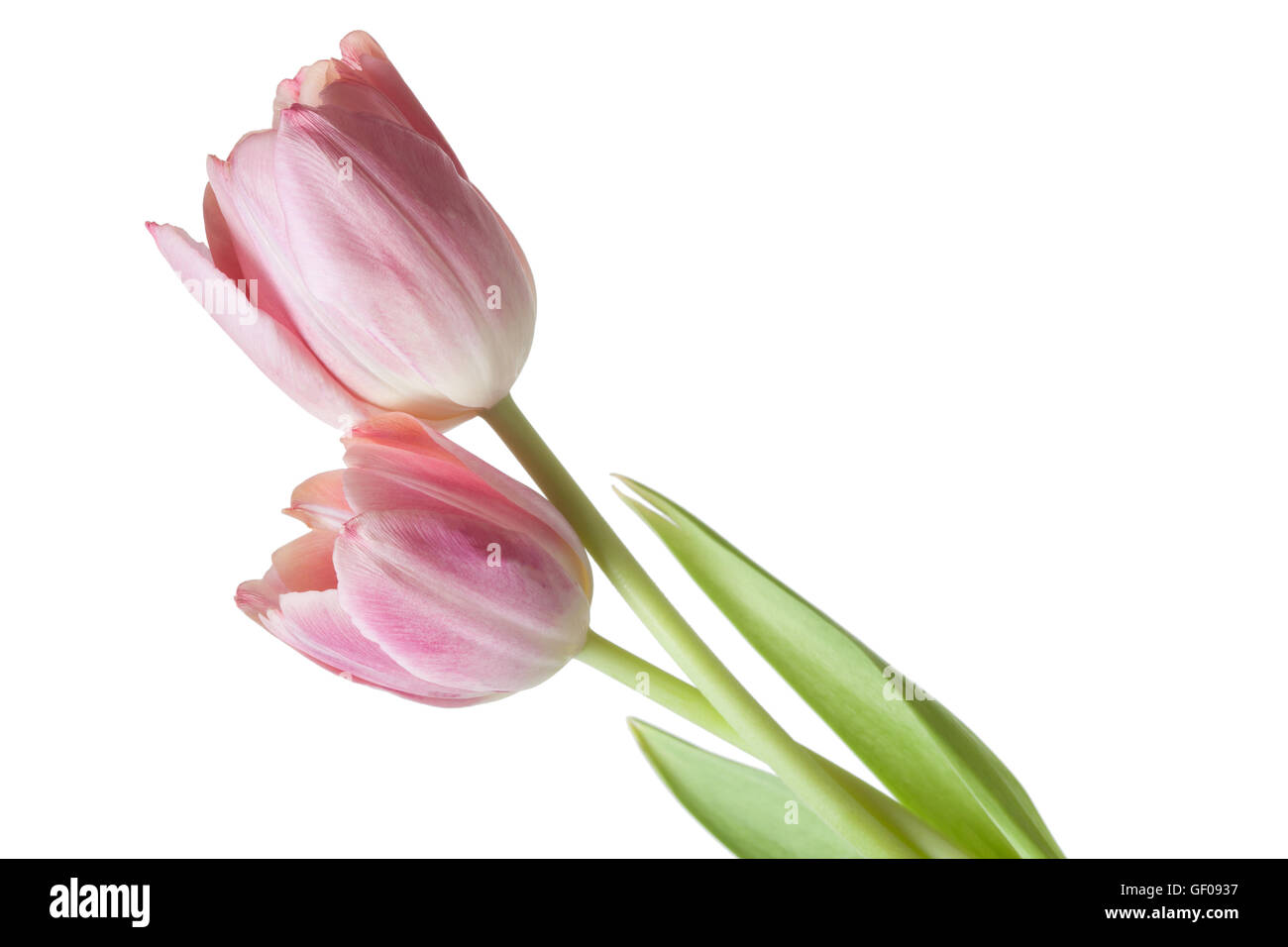 Tulip fiore rosa salmone tulipani rosso floreale di fiori su sfondo bianco Foto Stock