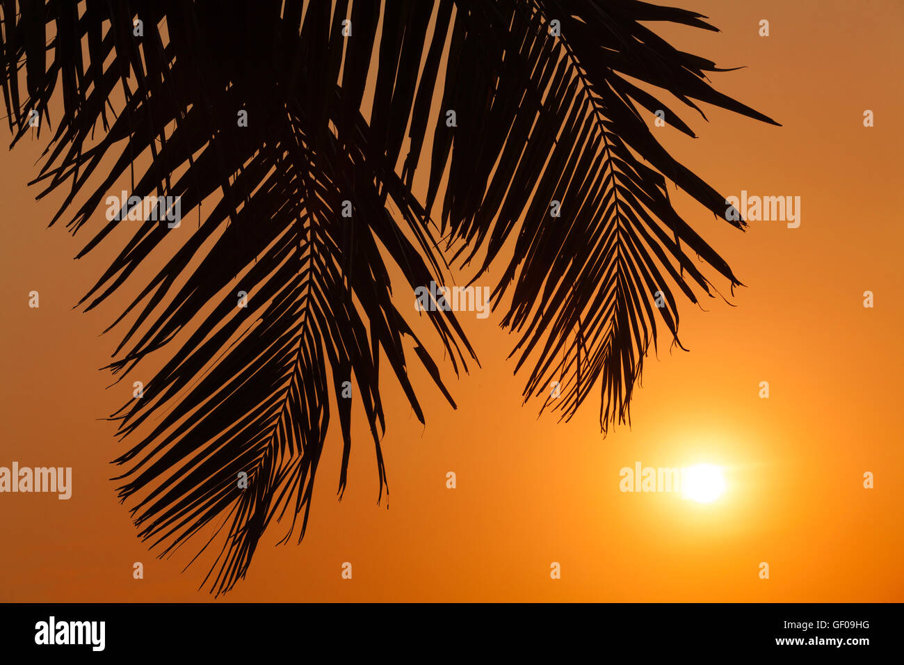 Foglie di palmo goa tramonto Foto Stock