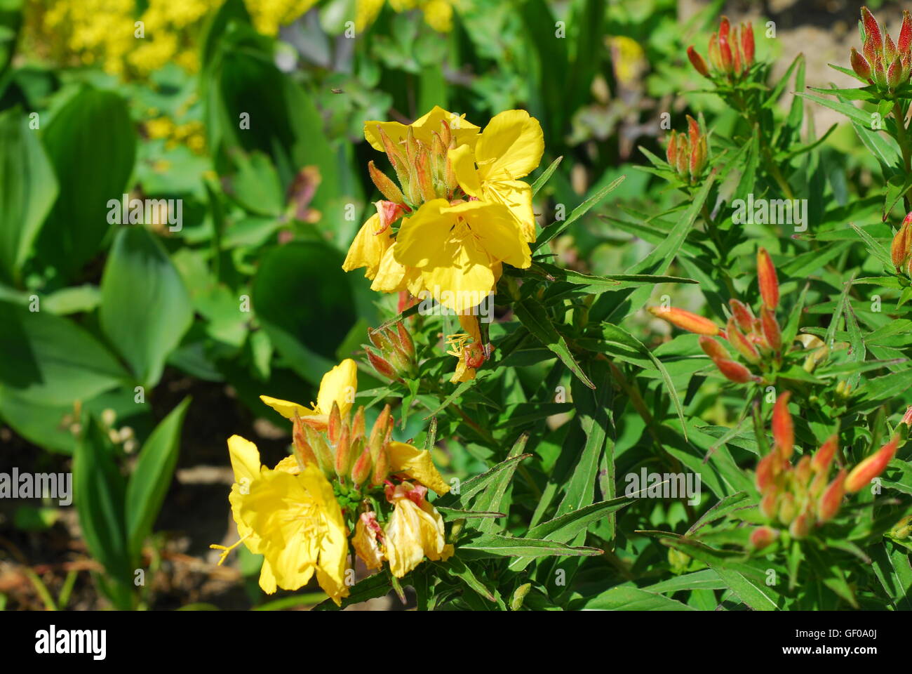 Evening Primerose, oenothera biennis Foto Stock