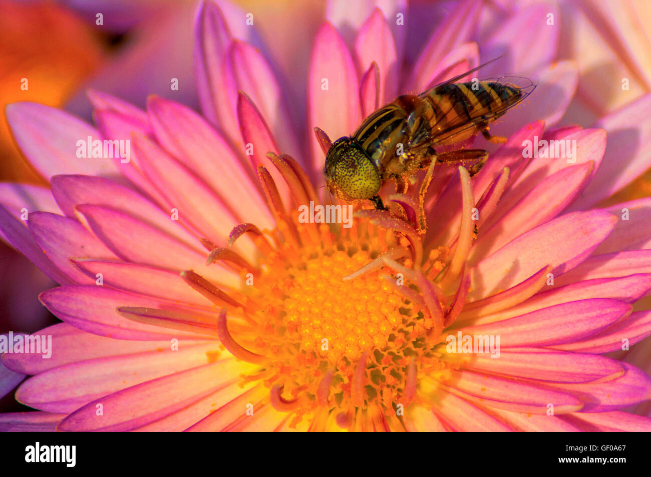 Honeybee. Foto Stock