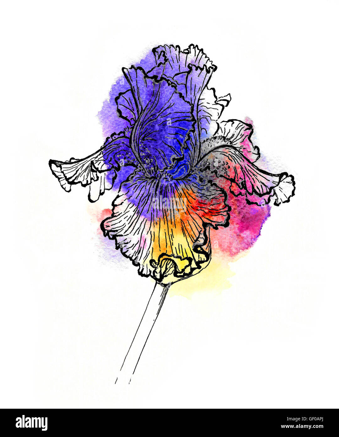 Iris fatti a mano illustrazione. Nero e argento sul contorno viola e golden acquerello splash, effetto 3d. Foto Stock