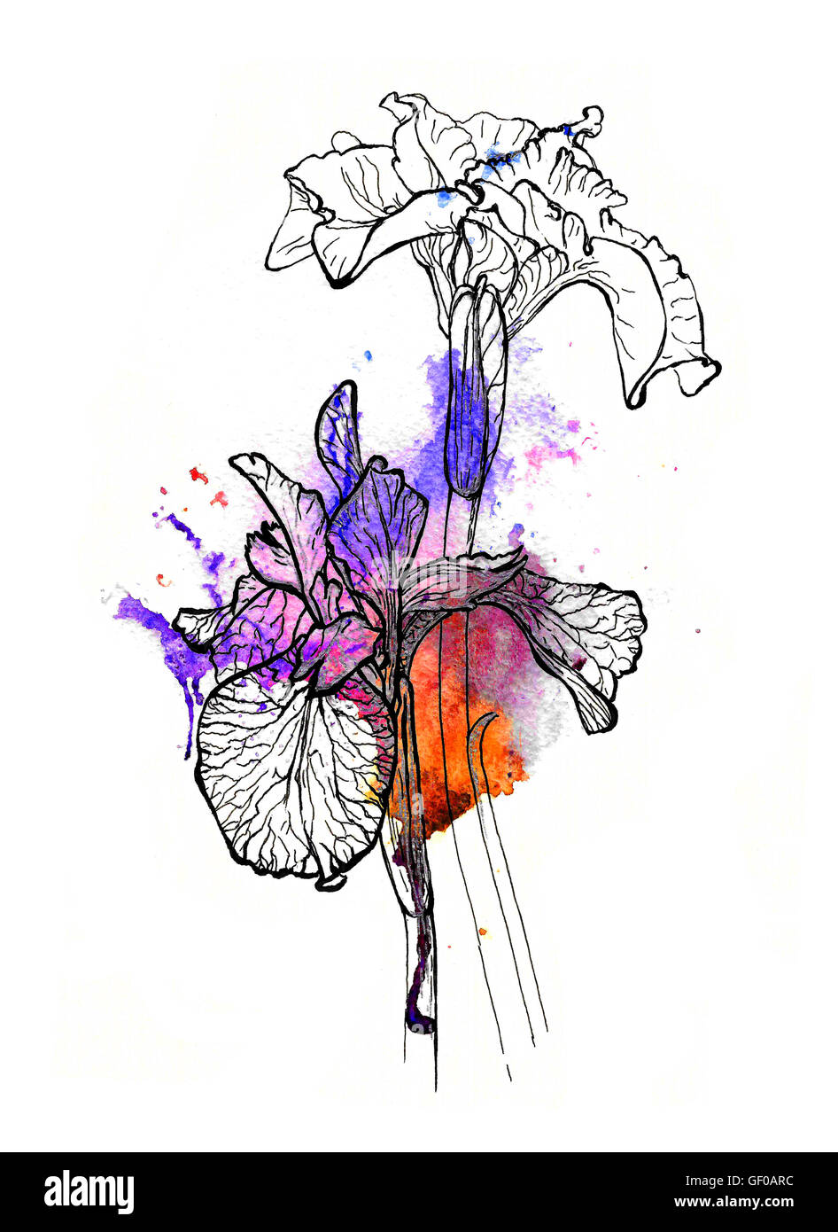 Fatte a mano illustrazione di due iridi. Nero e argento profilo di viola e arancione acquerello splash, effetto 3d. Foto Stock
