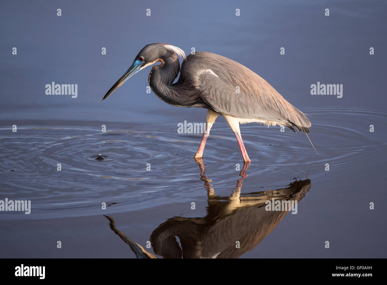 Airone tricolore in acqua calma con riflessioni la caccia per il suo prossimo pasto Foto Stock