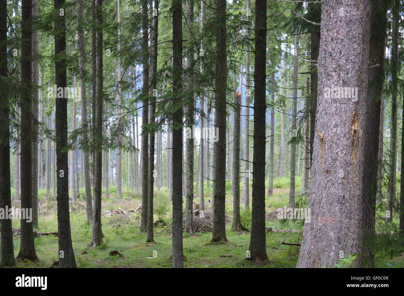 La foresta di conifere circostanti il lago Belis-Fantanele Foto Stock