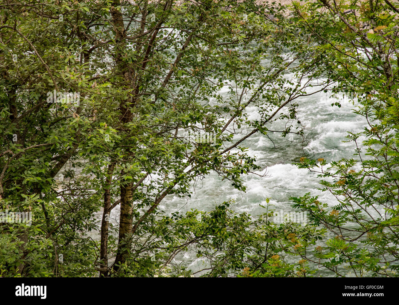 Fiume che scorre attraverso la foresta verde. Flam treno Flam, Norvegia, Scandinavia, europeo Foto Stock