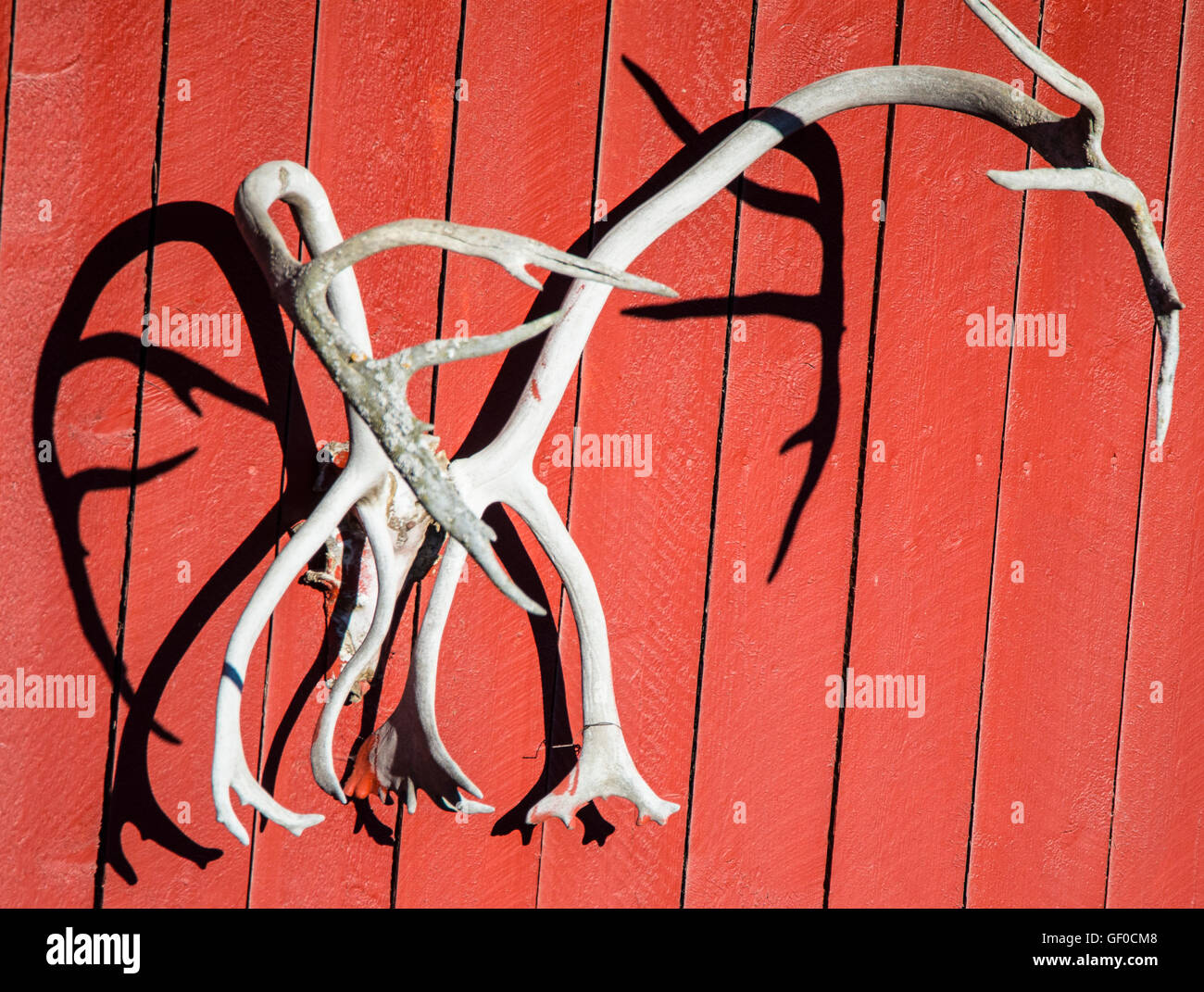 Ramificazione grandi corna di renna appeso sul lato di un granaio rosso. Alesund, Norvegia, Scandinavia, europeo Foto Stock