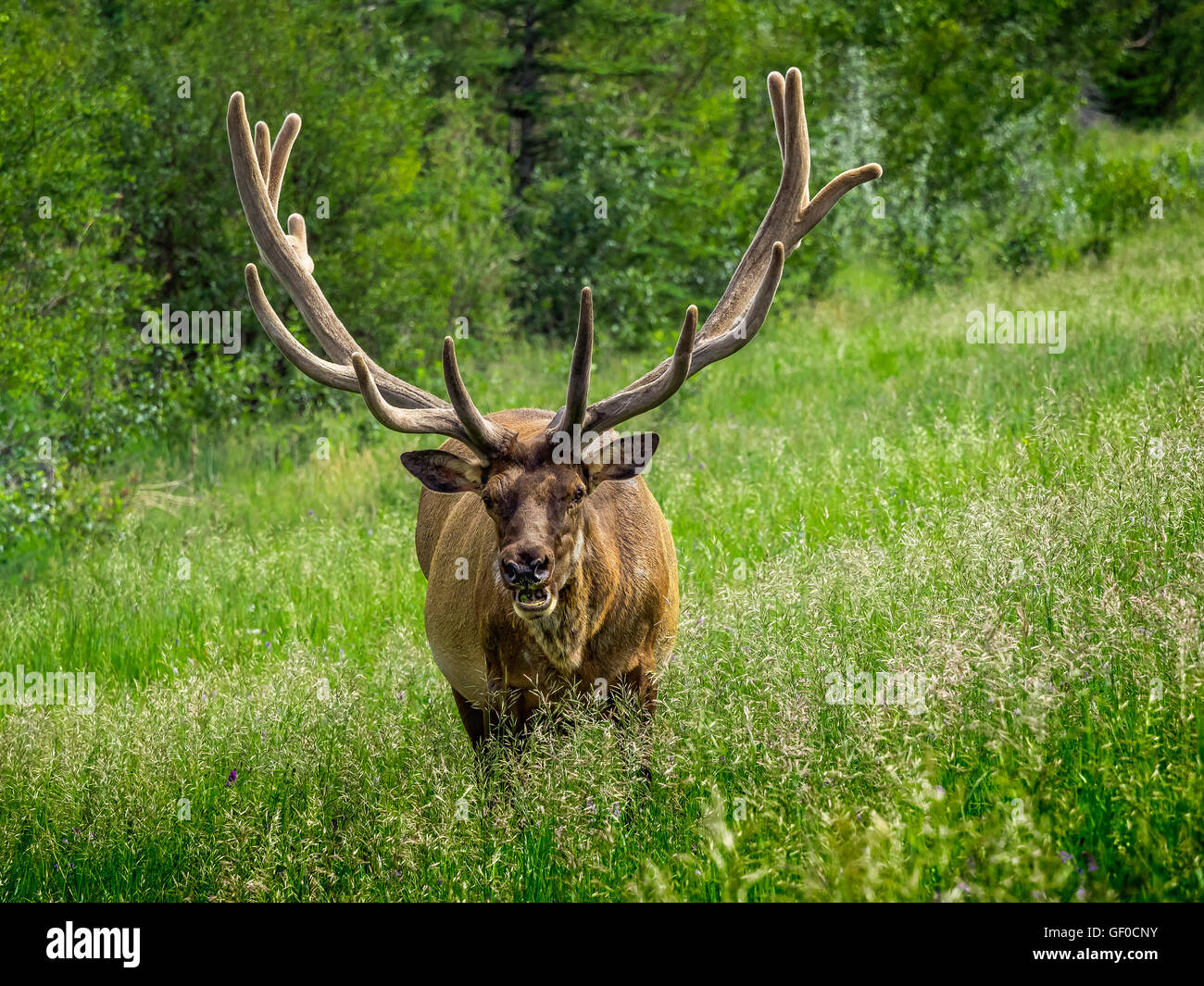 Bull elk con rack di grandi dimensioni tuttora in velluto. Foto Stock