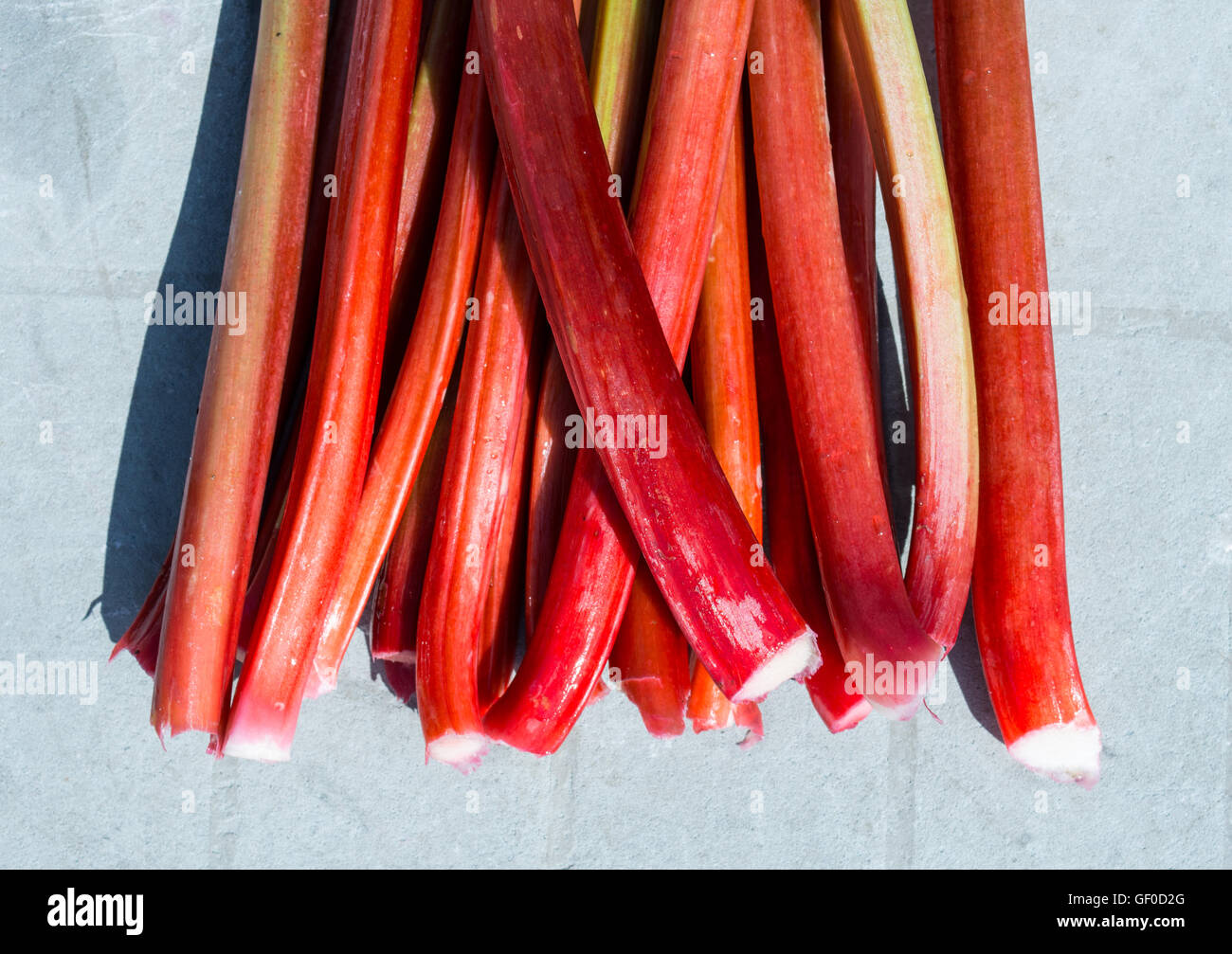 Un mazzetto di ripe di rabarbaro (Rheum rhabarbarum ) steli Foto Stock