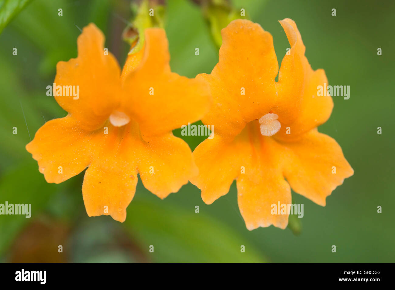 Sticky monkey flower lungo Tan corteccia Trail, Julia Pfeiffer Burns State Park, Big Sur Coast Highway Scenic Byway, California Foto Stock