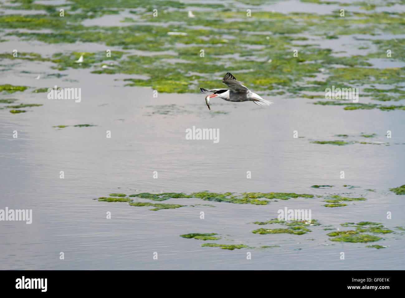 Una politica comune volta a volare con un pesce nel suo bill Foto Stock