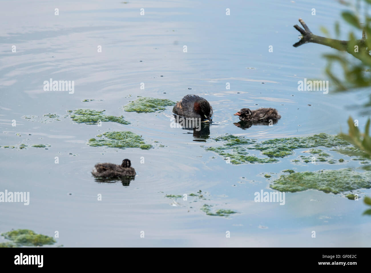 Tuffetto pulcini di nuoto con un adulto Foto Stock