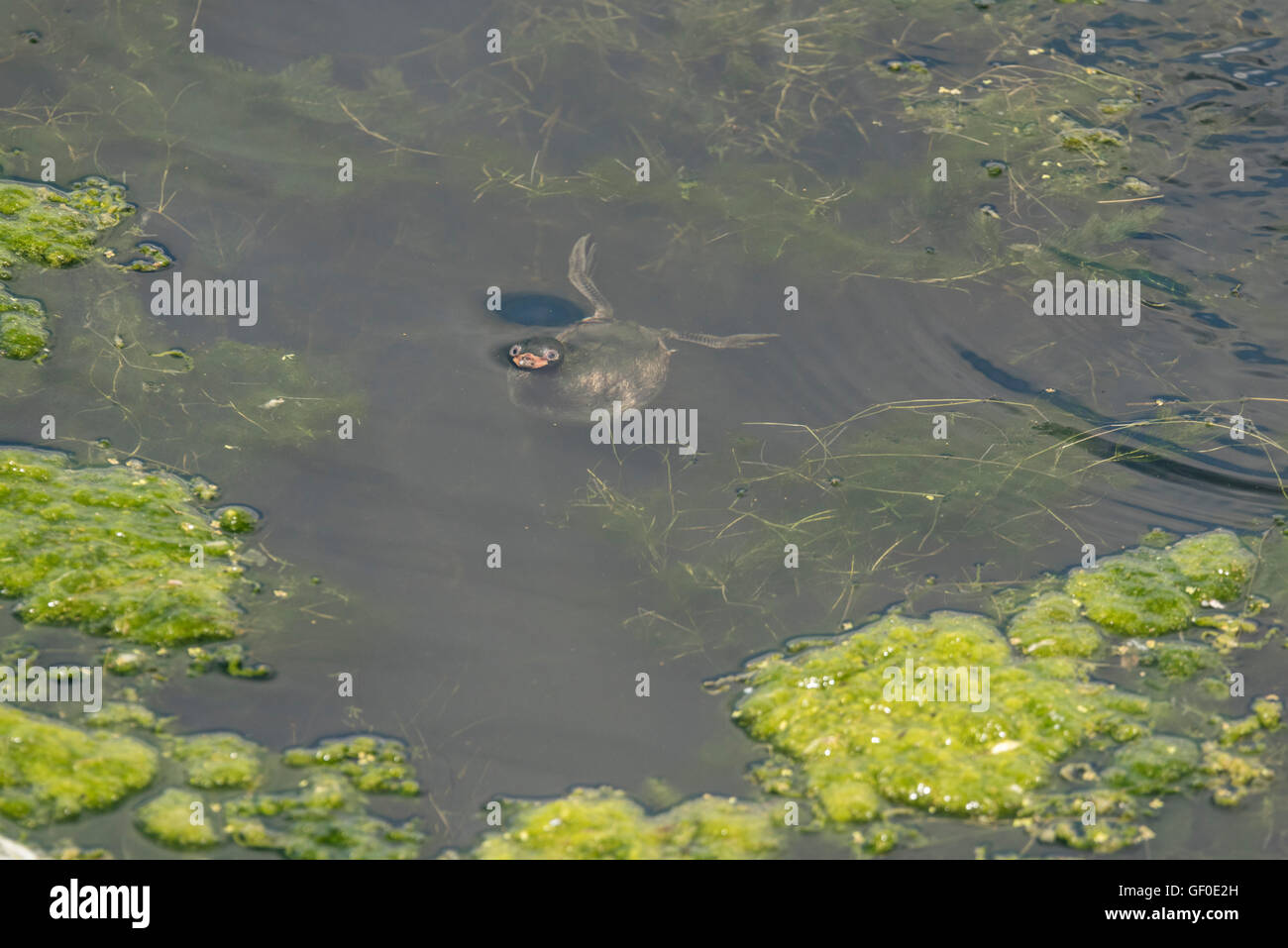 Un Tuffetto chick affiorante dopo il tentativo di immersione Foto Stock