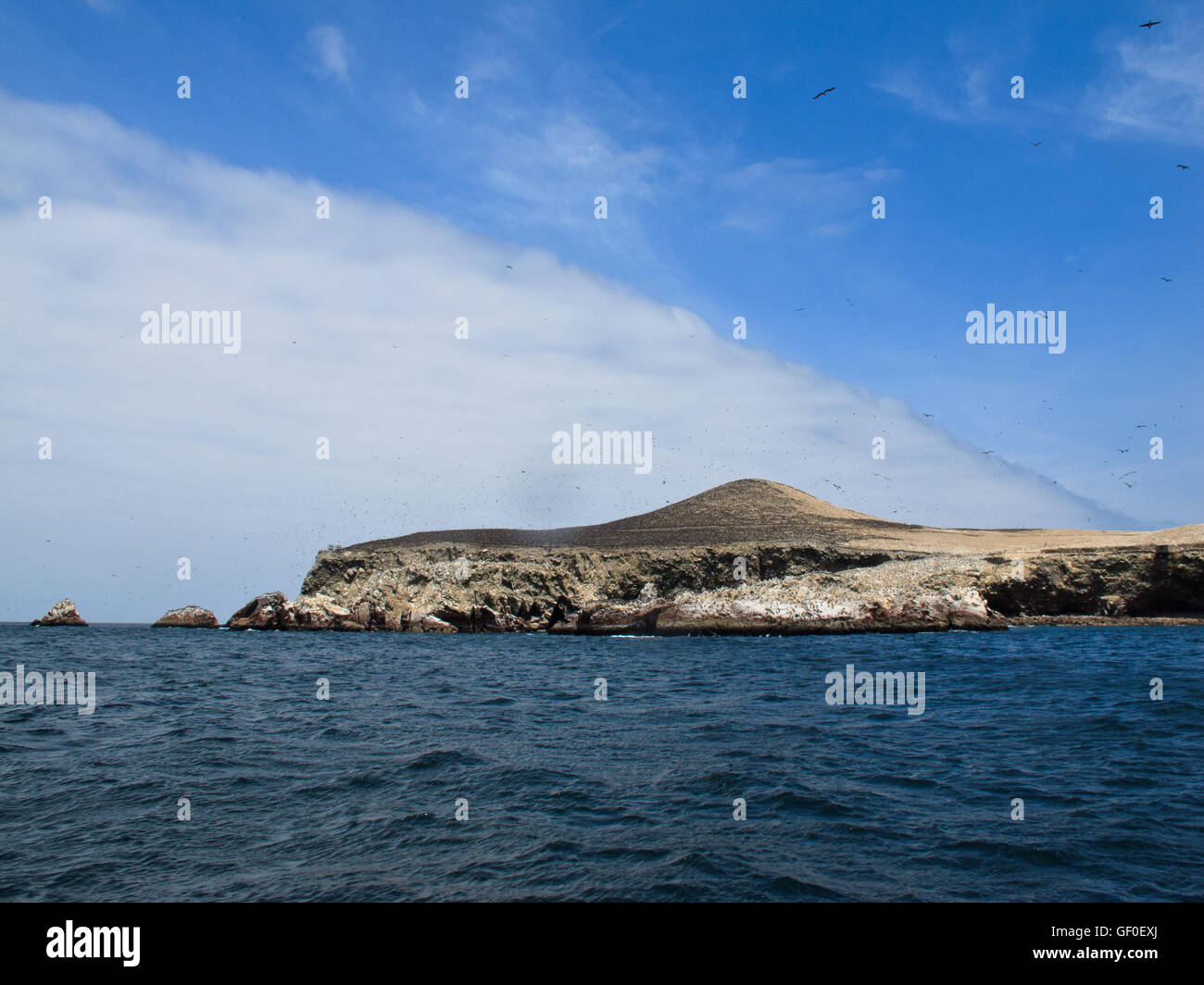 Nero stormo di uccelli su Islas Ballestas Foto Stock