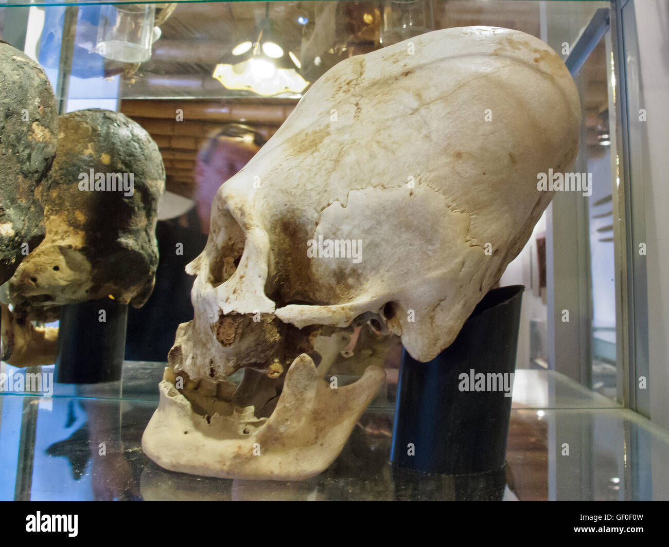 Cranio allungato di antica Paracas mostrato umano a Paracas History Museum Foto Stock