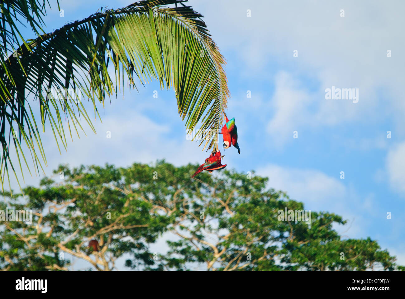 Due rosso-verde Macaws appesi da foglie di noce di cocco. Foto Stock