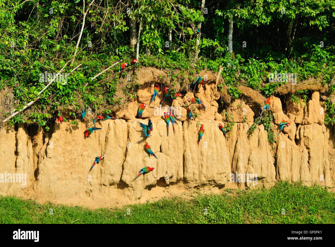 Il sale-leccare di Blanquillo Macaw Clay leccare attira un sacco di pappagalli Foto Stock