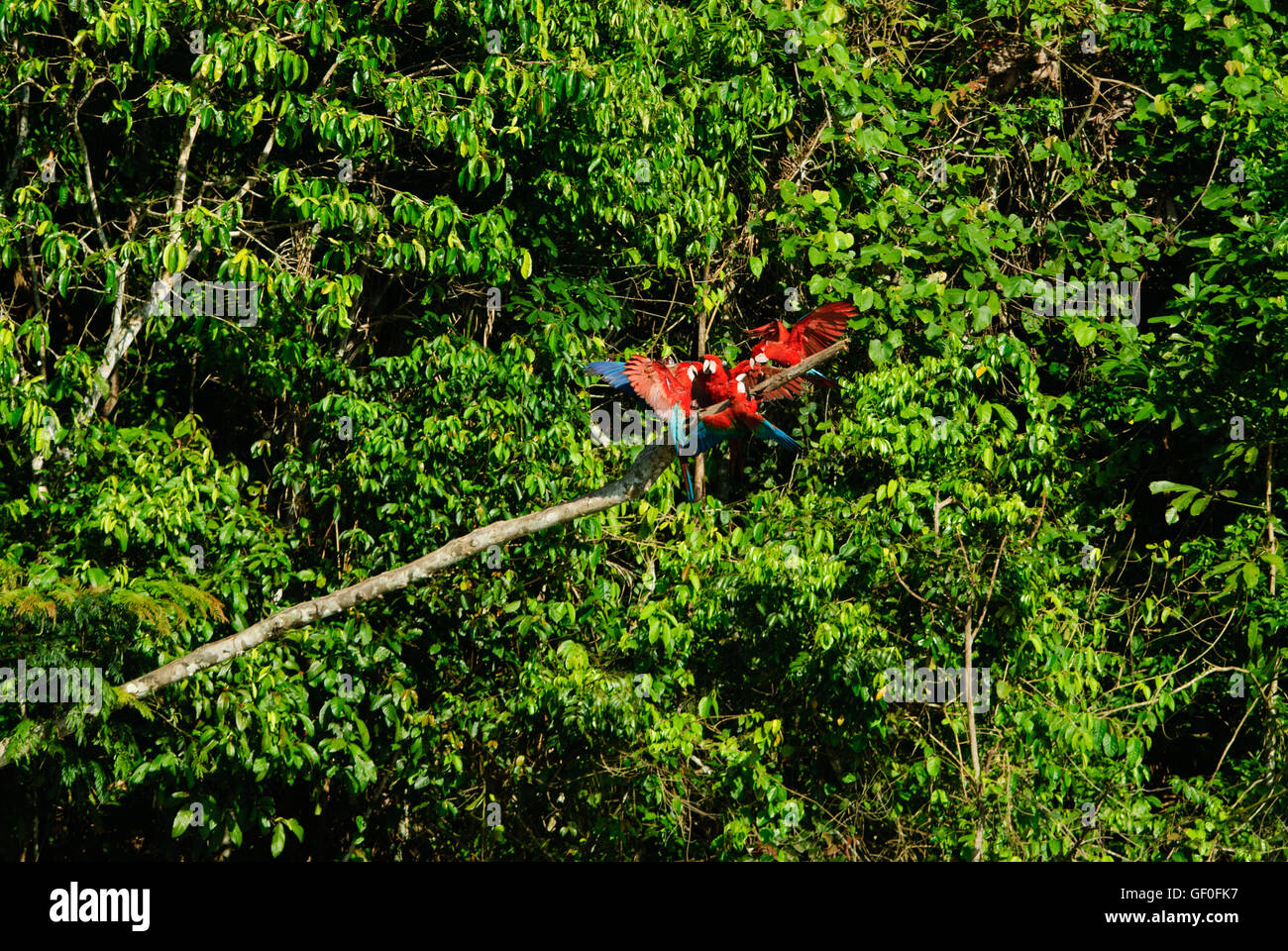 Scarlet Macaws allineando su un ramo di albero a Blanquillo Macaw Clay leccare in Manu National Parl Foto Stock