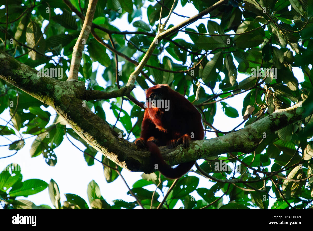 Un Rosso scimmia urlatrice trovata nel Parco Nazionale del Manu Foto Stock