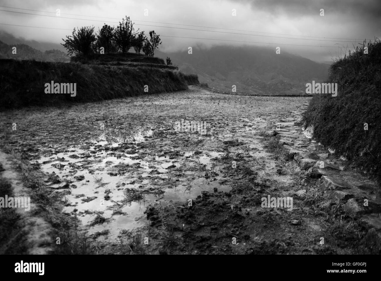 Vista drammatico di Longsheng terrazze di riso (Cina) Foto Stock