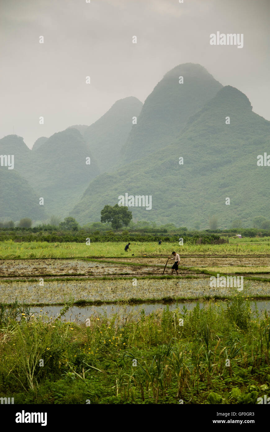 Gli agricoltori la coltivazione di un campo di risone in Guilin (Cina) Foto Stock