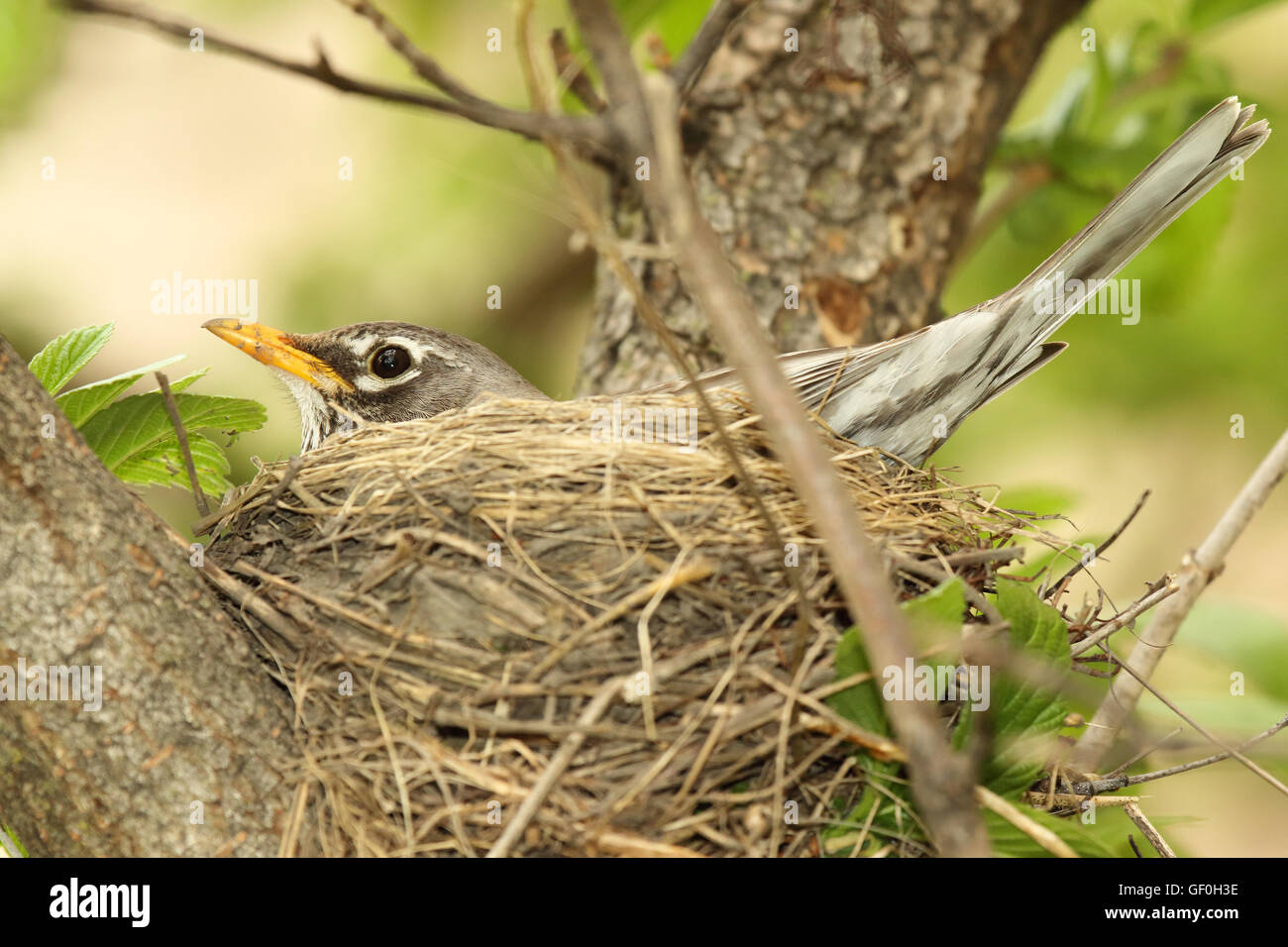 Una femmina di American Robin seduto sul nido. Foto Stock