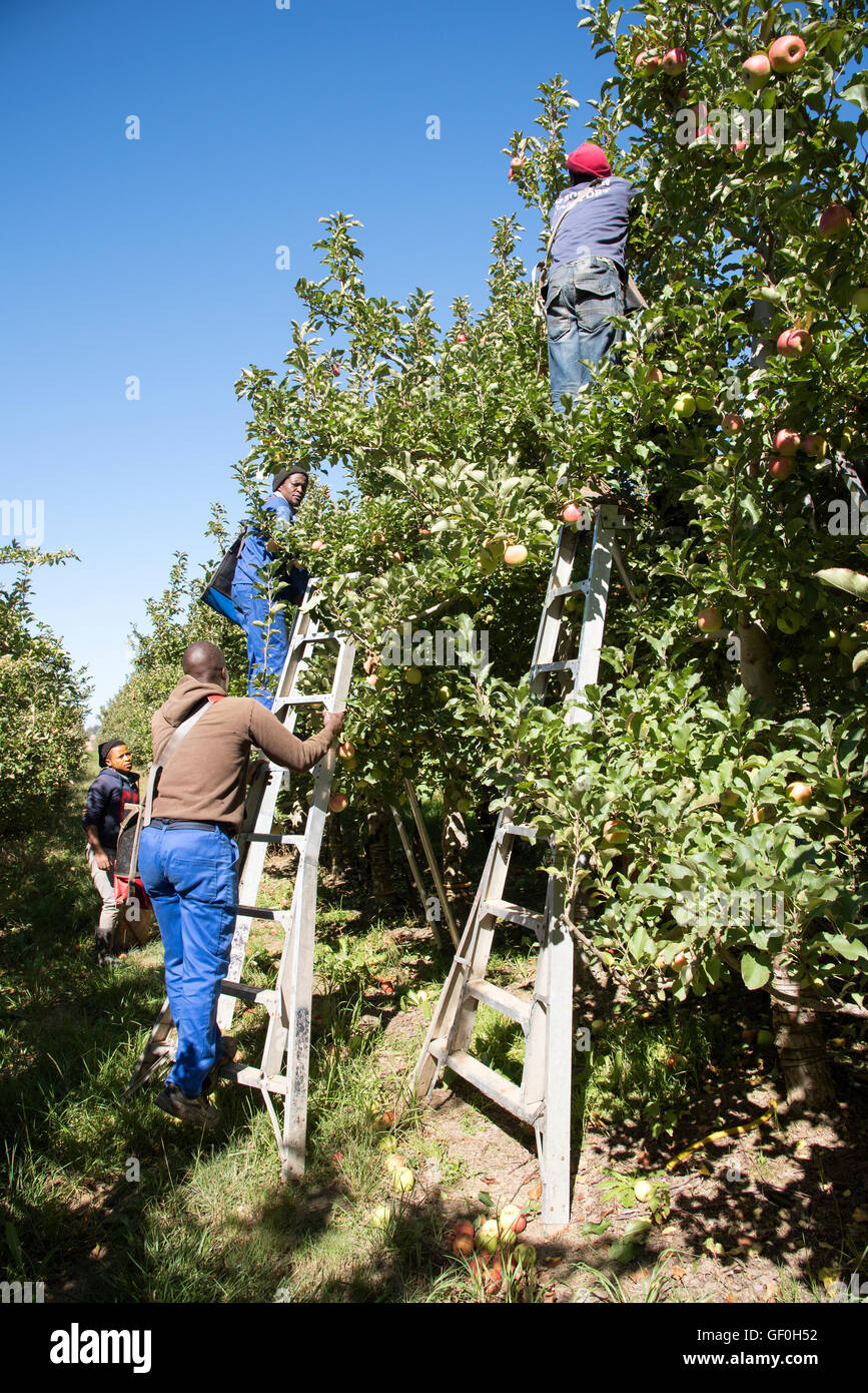 ELGIN WESTERN CAPE SUD AFRICA lavoratori picking su un Apple farm a Elgin Africa meridionale Foto Stock