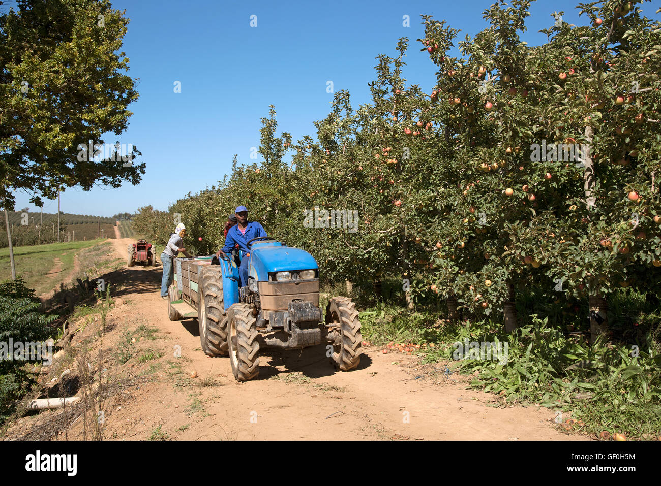 ELGIN WESTERN CAPE SUD AFRICA conducente del trattore su un Apple farm a Elgin Africa meridionale Foto Stock