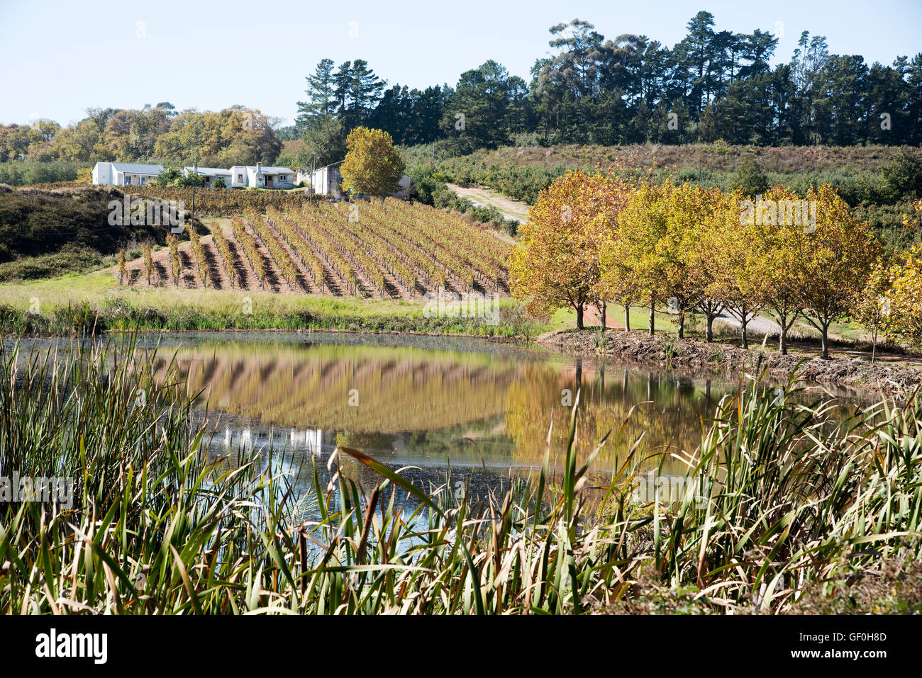 Terreni agricoli a Elgin WESTERN CAPE SUD AFRICA frutto area agricola di Elgin nella Western Cape regione del Sud Africa Foto Stock