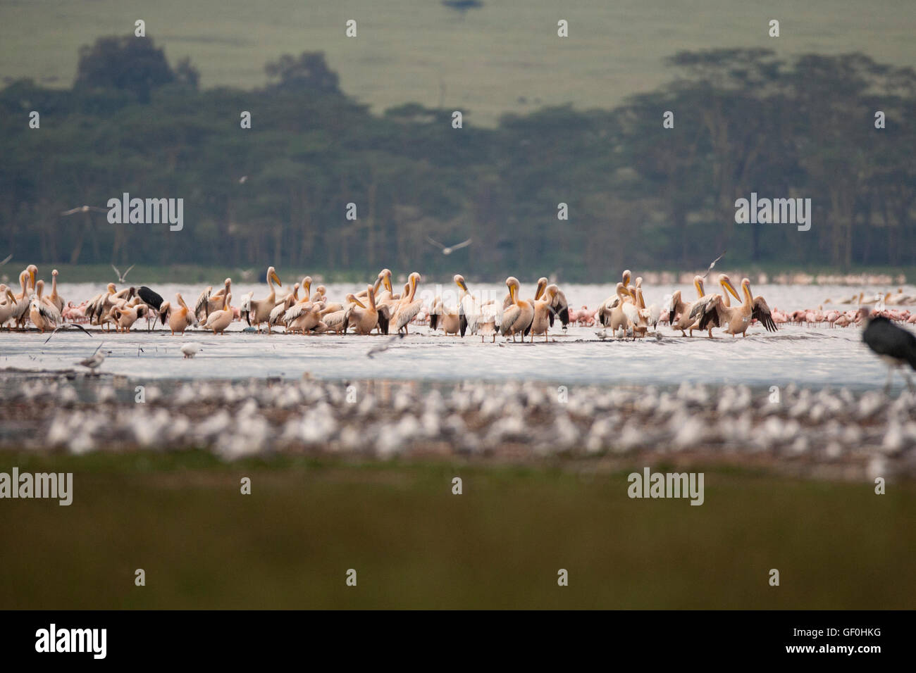 Pelican fenicotteri rosa gialla cicogna fatturati al famoso in tutto il mondo il patrimonio naturale UNESCO sito di Lake Nakuru in Kenya Foto Stock