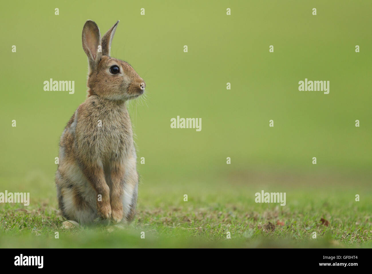 Controllo di coniglio per pericolo - REGNO UNITO Foto Stock