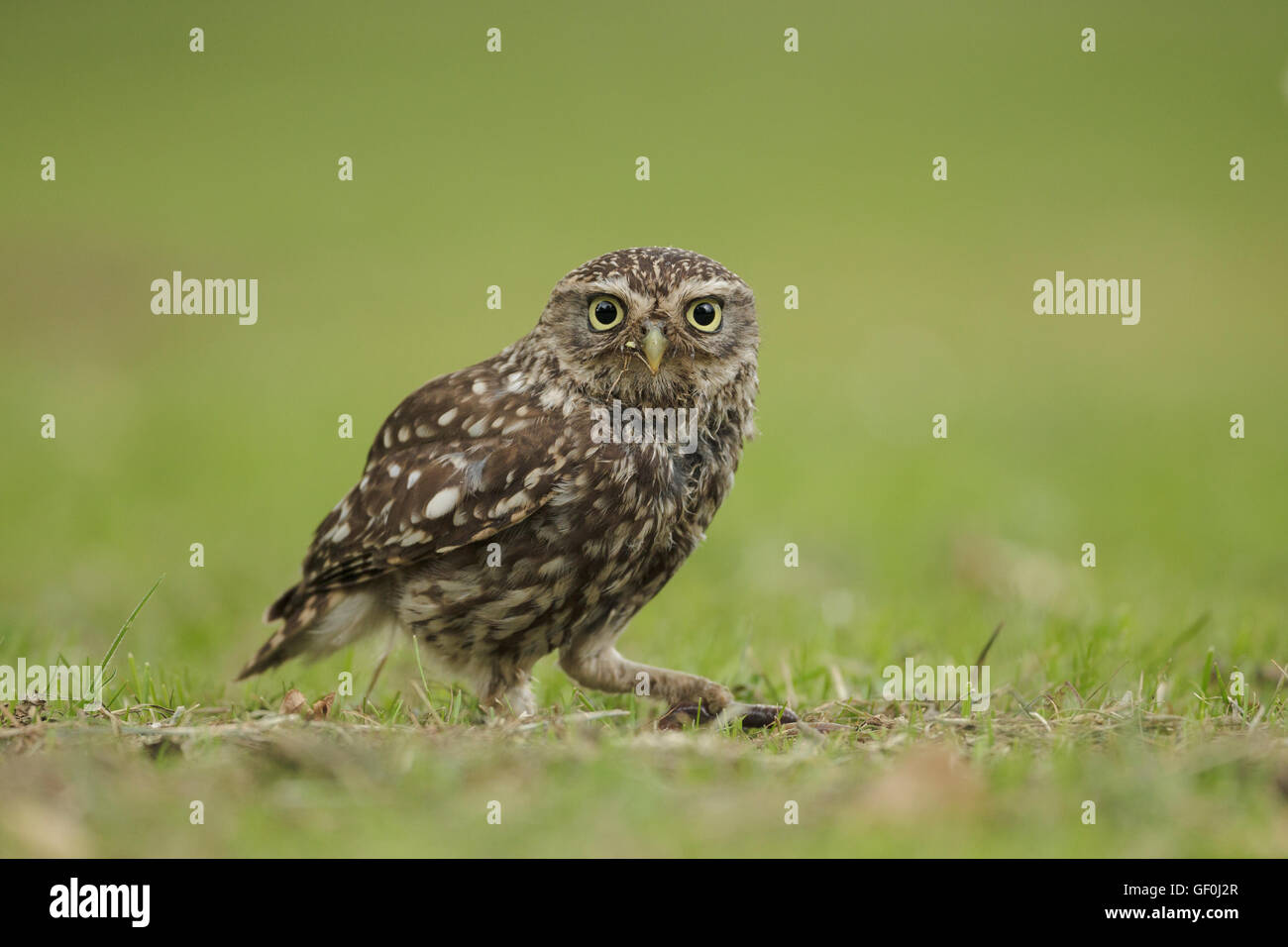 Piccolo gufo UK (Athene noctua) - REGNO UNITO Foto Stock