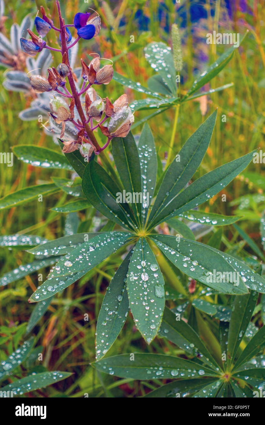 Le gocce di pioggia sulle foglie di Lupin fiore di lupino Foto Stock