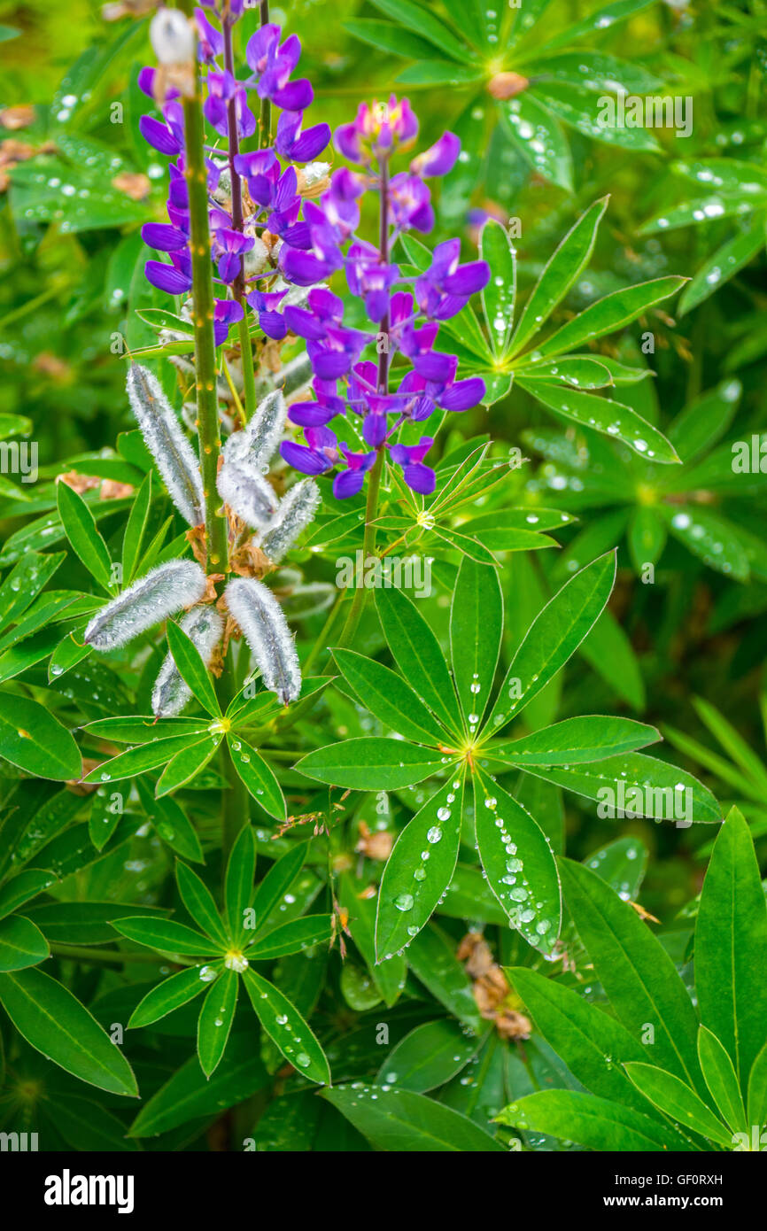 Le gocce di pioggia sulle foglie di Lupin fiore di lupino Foto Stock