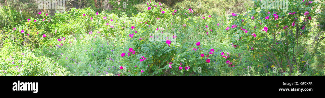 Wild Rose Bush in bianco luce del sole di mezzogiorno, spiaggia con ciottoli, erbe Foto Stock