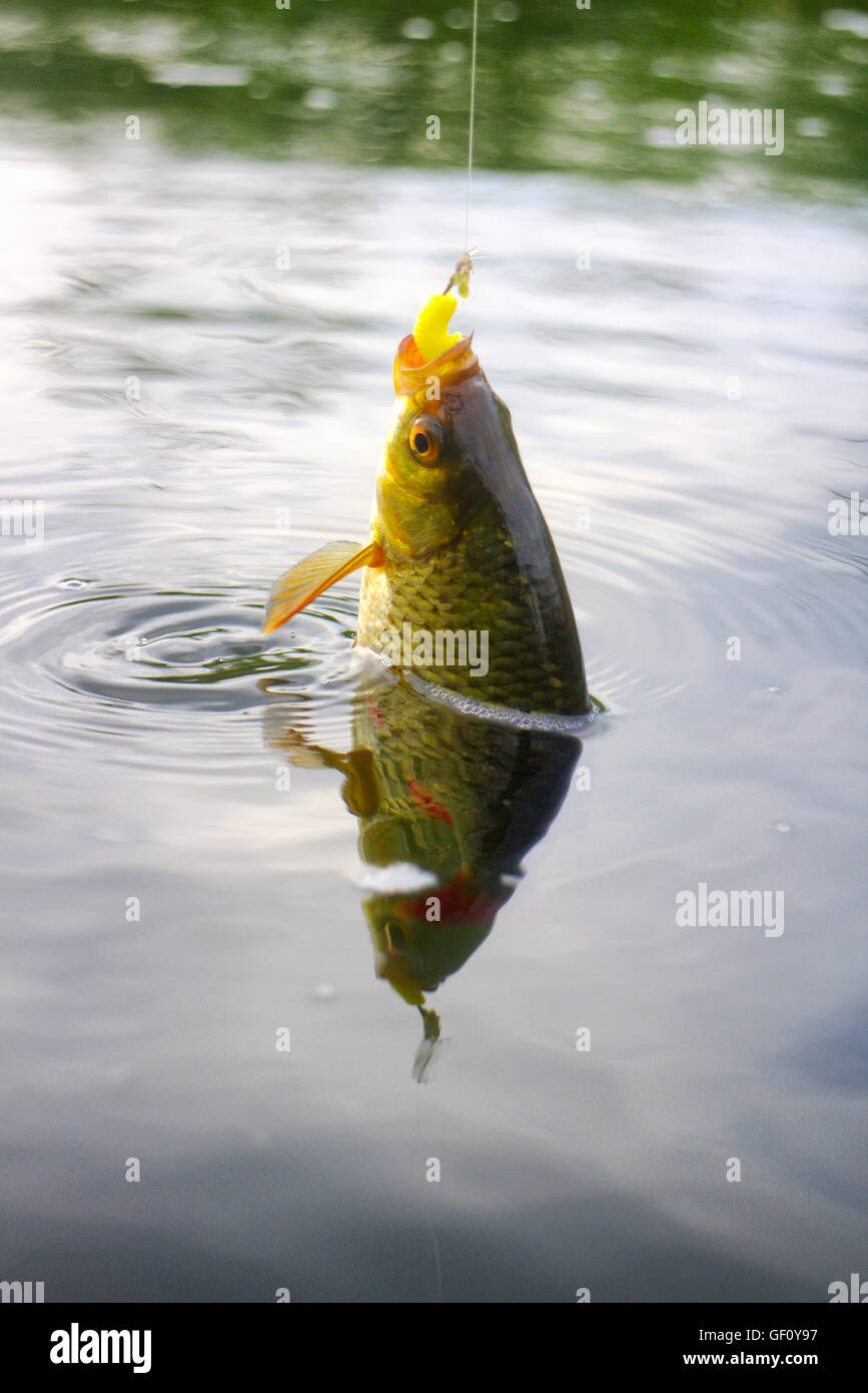 Golden Rudd - pesca sui laghi di acqua dolce in canne Foto Stock