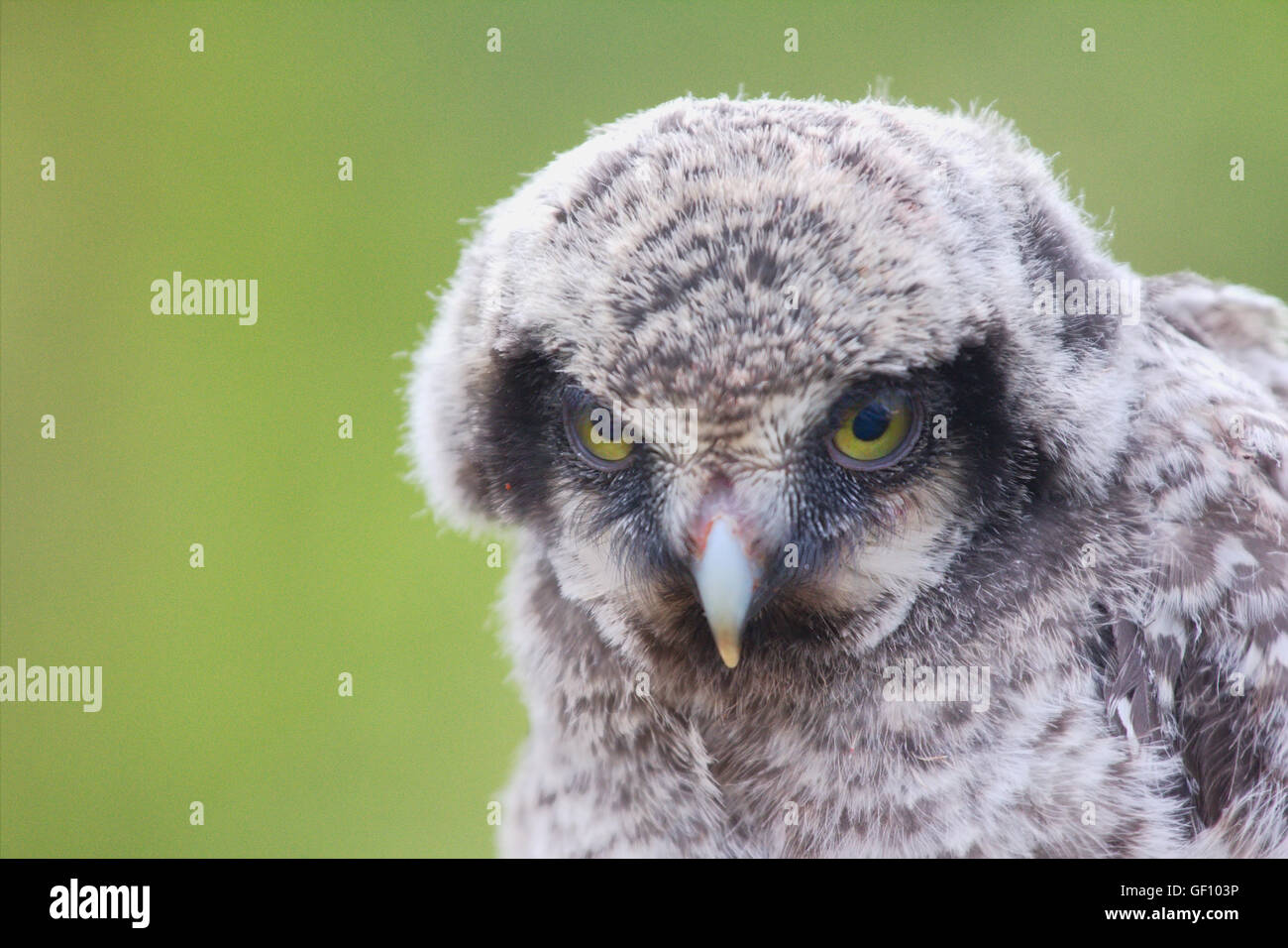 Wild Arctic owl ritratto in estate Foto Stock