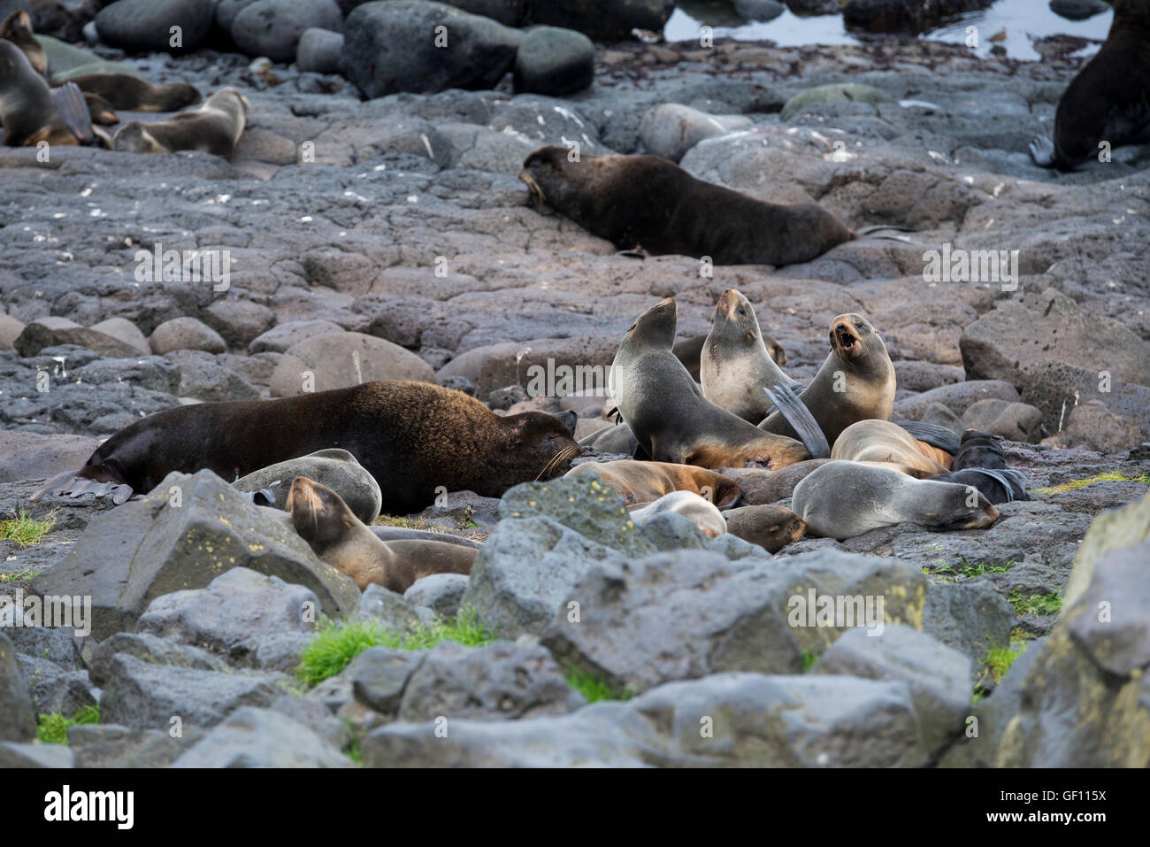 Alaska, Isole Pribilof, Saint Paul (57-07-75N 170-18-07W) Nord pelliccia sigillo (Wild: Callorhinus ursinus) Foto Stock