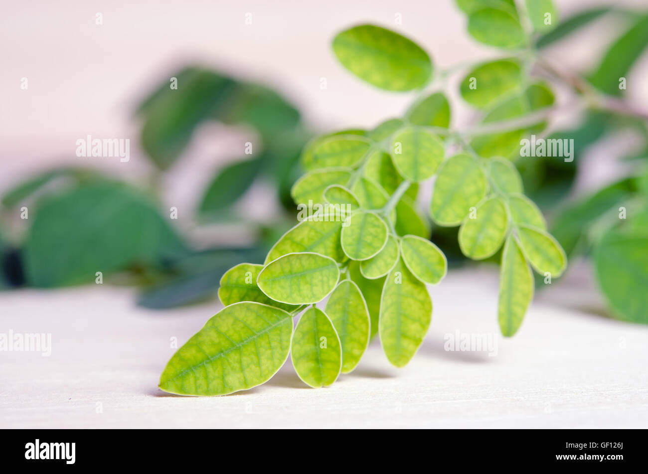 Moringa (Altri nomi sono Moringa Oleifera Lam., MORINGACEAE, Futaba kom martello, vegetali, Hum Hum Moringa bug, bug hoo) foglie sul Foto Stock