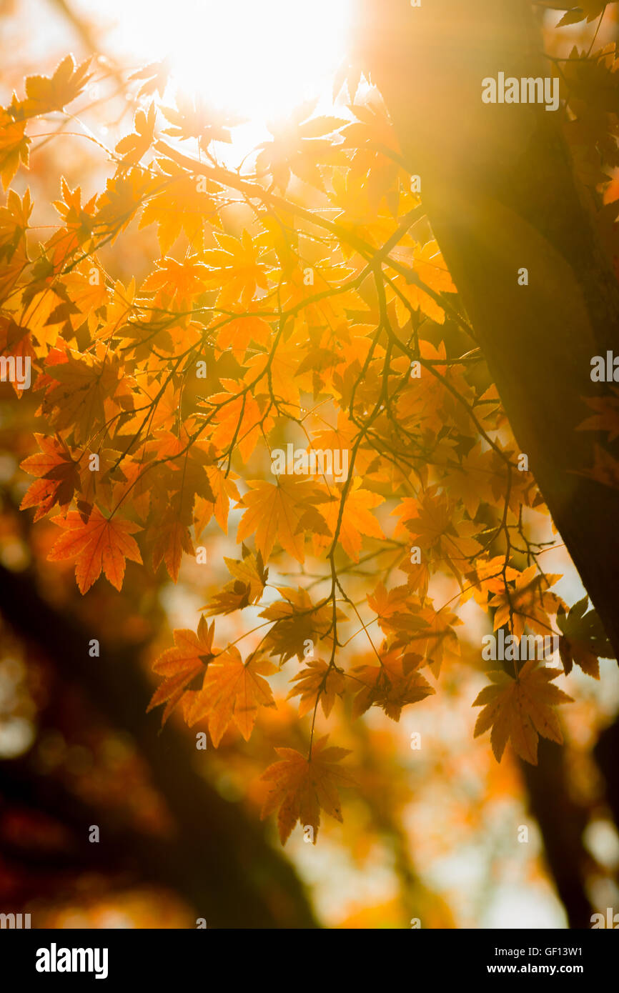 In autunno gli alberi al di fuori della messa a fuoco, naturale bokeh abstract blur sullo sfondo Foto Stock
