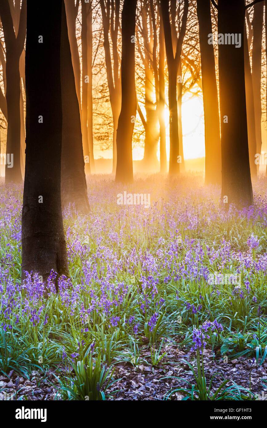 Bluebell boschi a sunrise. Foto Stock